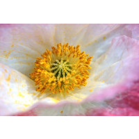 Sigma 70 mm F2,8 EX DG Makro-Objektiv (62 mm Filtergewinde) für Canon Objektivbajonett-22
