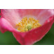 Sigma 70 mm F2,8 EX DG Makro-Objektiv (62 mm Filtergewinde) für Canon Objektivbajonett-04