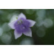 Sony 50mm F2.8 Makro Voillformat Objektiv schwarz-014