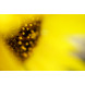 Sony 50mm F2.8 Makro Voillformat Objektiv schwarz-014