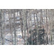 650-1300mm 1:8-16 Objektiv manueller Fokus Teleobjektiv (weiß) für Canon EOS 1D, 1D X, 1D S, 5D, 5DS, 5DS R, 6D, 7D, 10D, 20D, 30D, 40D, 50D, 60D, 70D, 100D, 300D, 350D, 400D, 450D, 500D, 550D, 600D, 650D, 700D, 750D, 760D, 1000D, 1100D, 1200D 1D, 5D, 7D,-06