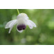 Sony 50mm F2.8 Makro Voillformat Objektiv schwarz-014