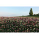 Sony DSC-RX100 V Digitalkamera (Stacked Exmor RS CMOS Sensor, 40-fach Super-Zeitlupe, 4K Video, Anti-Distortion Verschluss, 24-70 mm zeiss Vario-Sonnar T) schwarz-033